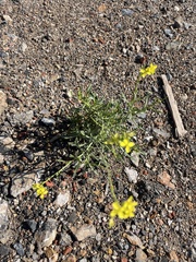 Diplotaxis harra lagascana