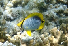 Chaetodon melannotus