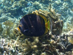 Chaetodon flavirostris