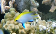 Neoglyphidodon melas