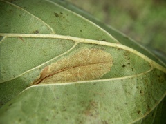 Phyllonorycter hancola