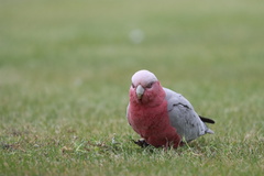Eolophus roseicapilla albiceps
