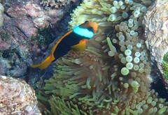 Amphiprion melanopus