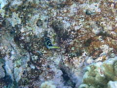 Canthigaster valentini