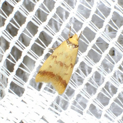 Heteroteucha anthodora