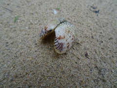 Gafrarium pectinatum