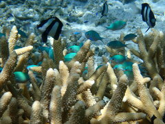 Chromis atripectoralis