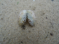 Gafrarium pectinatum