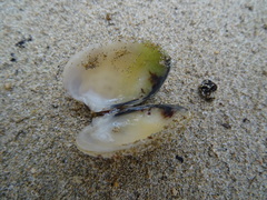 Gafrarium pectinatum