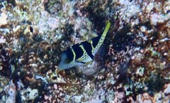 Canthigaster valentini
