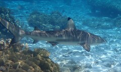 Carcharhinus melanopterus