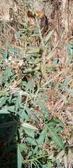 Crotalaria goreensis