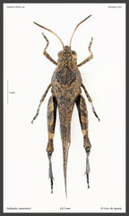 Oedipoda canariensis
