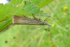 Chrysoteuchia culmella