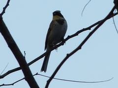 Emberiza elegans