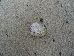 Gafrarium pectinatum