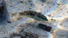 Halichoeres margaritaceus