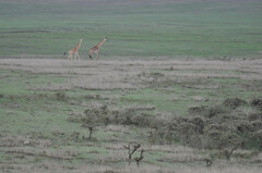 Giraffa camelopardalis tippelskirchi