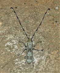 Anthribidae
