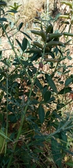 Crotalaria goreensis