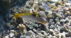 Halichoeres hortulanus