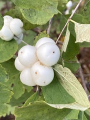 Symphoricarpos albus