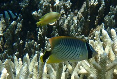 Chaetodon trifascialis