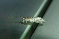 Trichoma gracilipenne