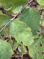 Symphoricarpos albus