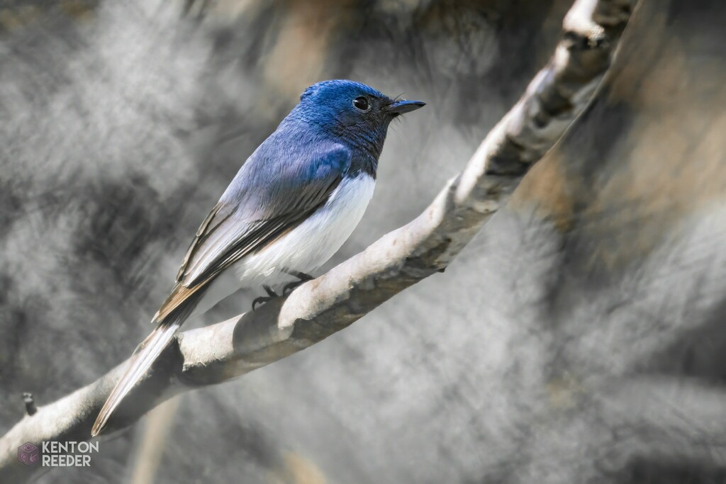 Leaden Flycatcher