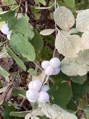 Symphoricarpos albus