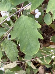Symphoricarpos albus