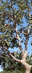 Vitex doniana