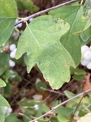 Symphoricarpos albus