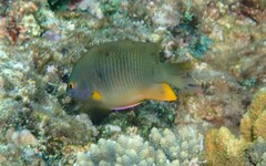 Plectroglyphidodon gascoynei