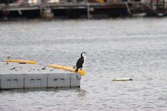 Phalacrocorax fuscescens