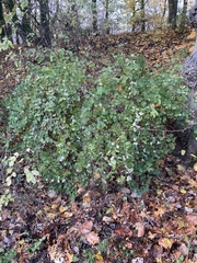 Symphoricarpos albus