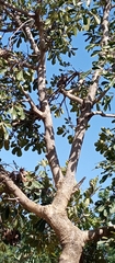 Vitex doniana