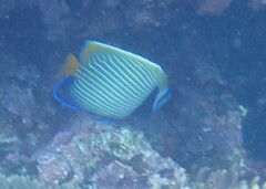 Pomacanthus imperator