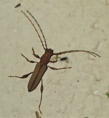 Cordylomera karschi