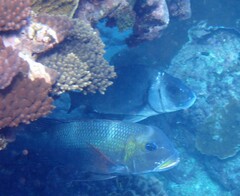 Monotaxis grandoculis