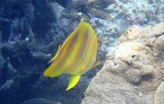 Chaetodon rainfordi