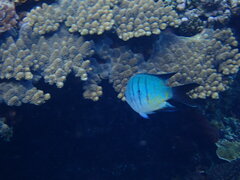 Abudefduf whitleyi