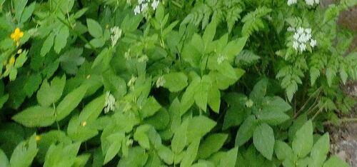 kozonoha hostcová (Aegopodium podagraria)