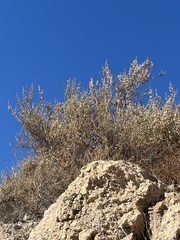 Salsola oppositifolia
