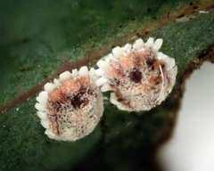 Monophlebidae