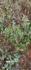 Carrichtera annua