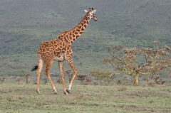 Giraffa camelopardalis tippelskirchi