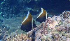 Heniochus varius