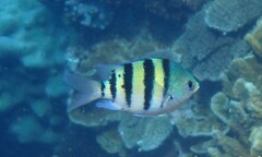 Abudefduf vaigiensis